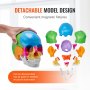 Modelo de cráneo humano VEVOR con piezas desmontables y accesorios magnéticos para una observación estructural detallada.