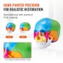 Modelo de cráneo humano VEVOR con colores vivos, que muestra vistas frontal y posterior, fabricado en PVC de primera calidad.