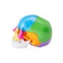 Modelo de cráneo humano VEVOR, secciones multicolores que representan la anatomía craneal, vista lateral.