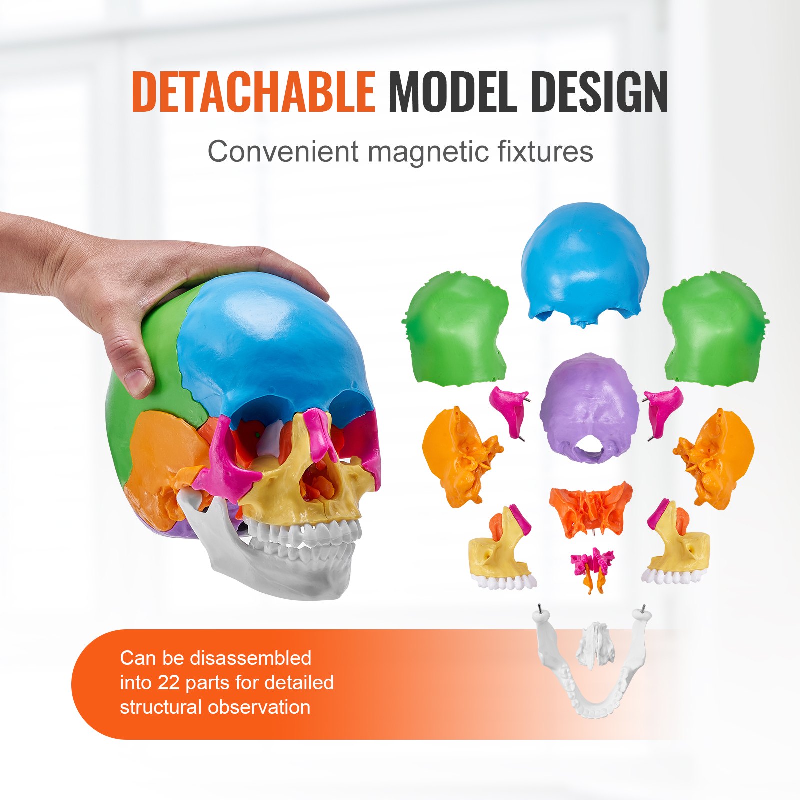 Modelo de cráneo humano VEVOR con piezas desmontables y accesorios magnéticos para una observación estructural detallada.