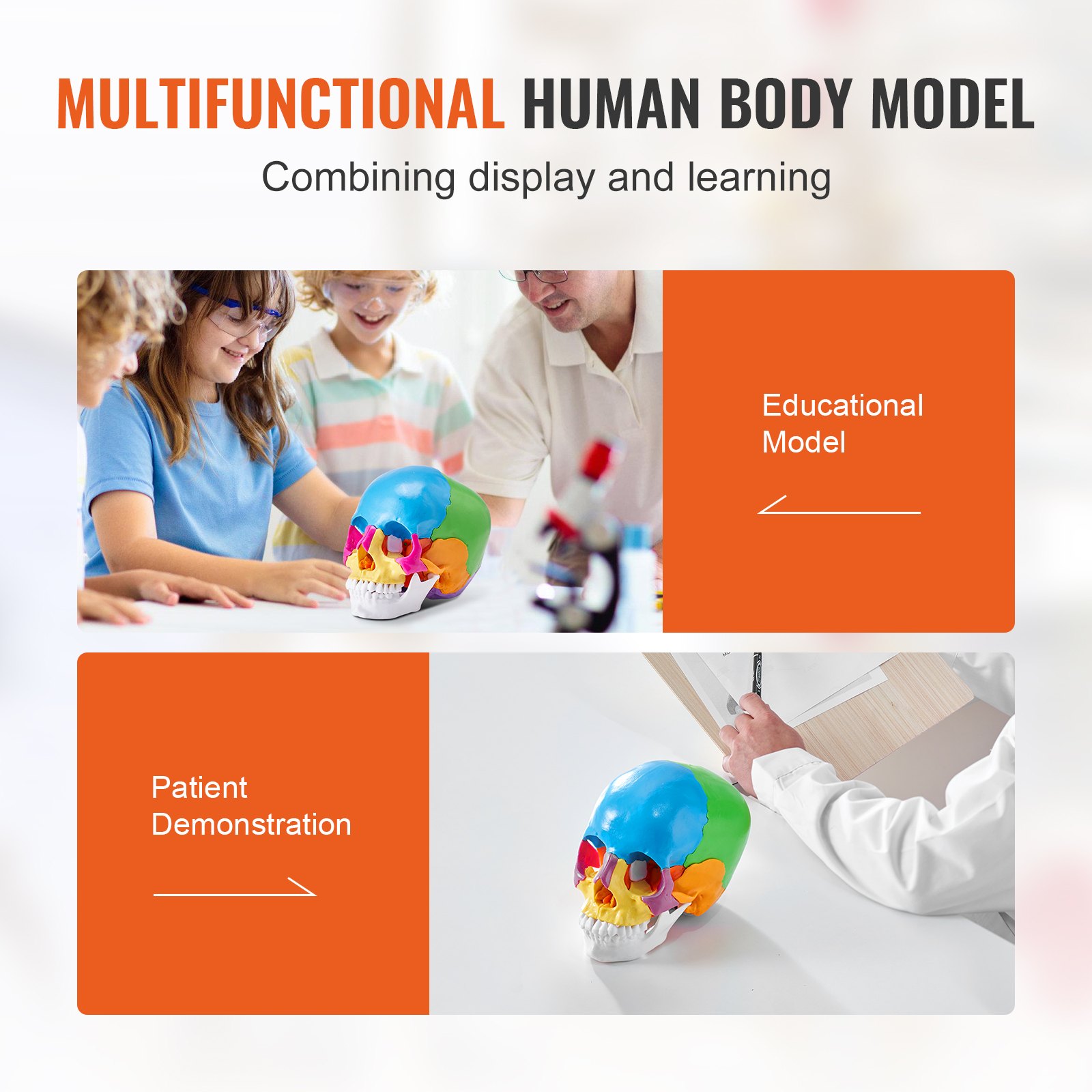 Modelo de cráneo humano multifuncional VEVOR que se muestra con fines educativos y demostración para pacientes.