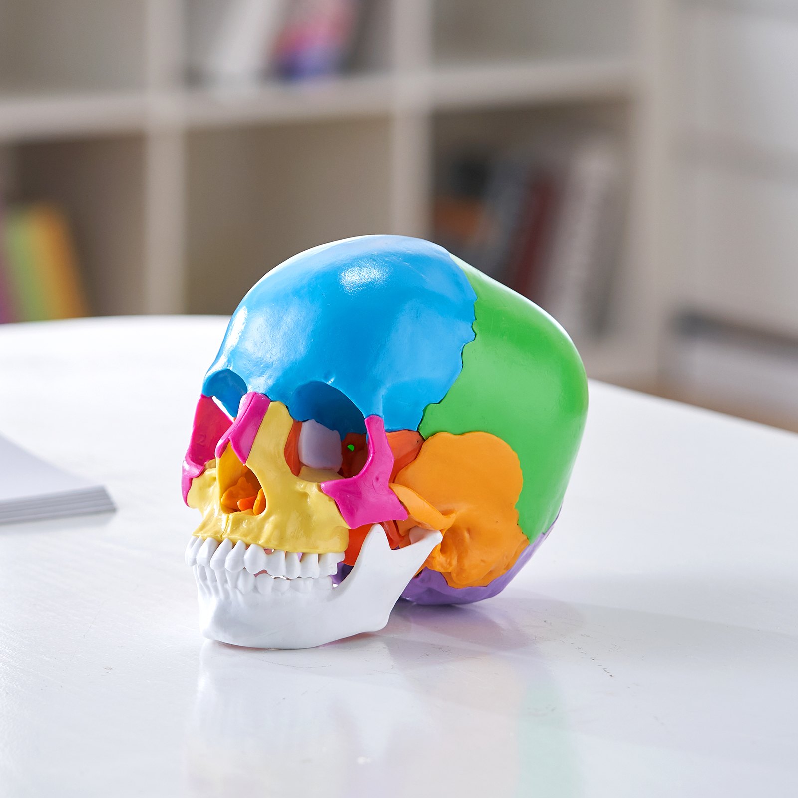 Modelo de cráneo humano VEVOR multicolor sobre una mesa blanca en una habitación luminosa con estantes al fondo.