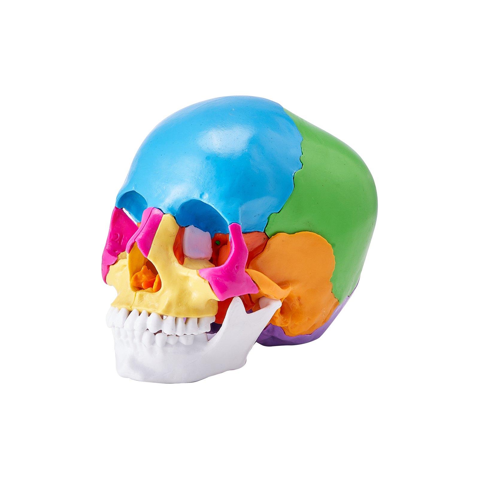 Modelo de cráneo humano VEVOR colorido con secciones diferenciadas en azul, verde, amarillo, naranja, rosa y blanco.