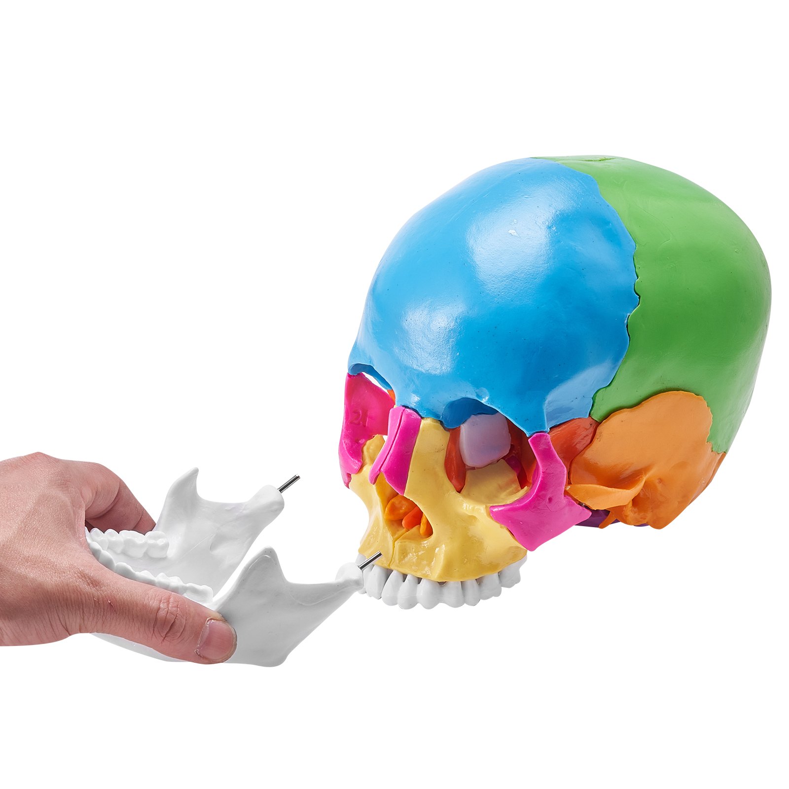 Modelo de cráneo humano VEVOR con secciones de colores desmontables y hueso maxilar extraíble que se sostiene.
