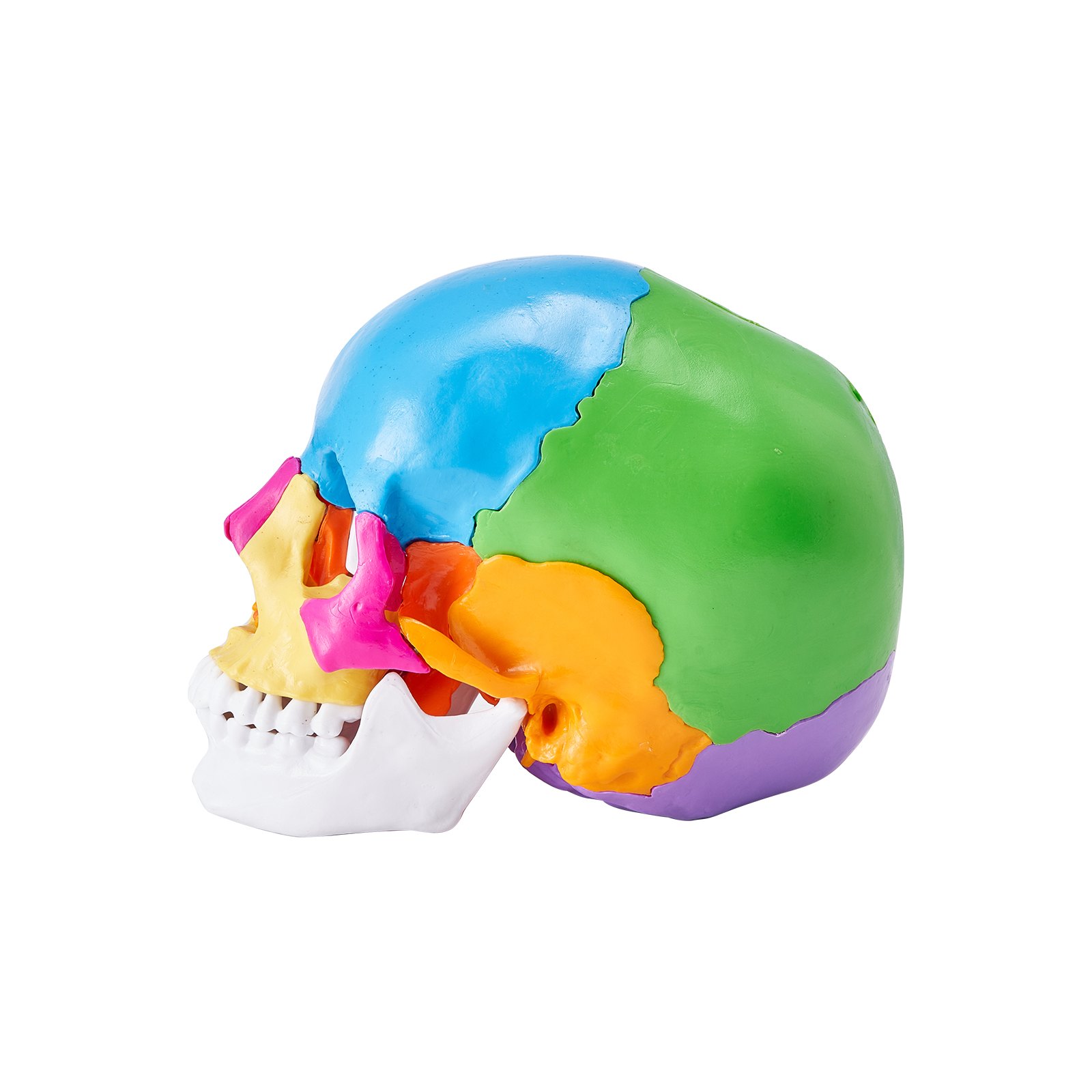 Modelo de cráneo humano VEVOR, secciones multicolores que representan la anatomía craneal, vista lateral.