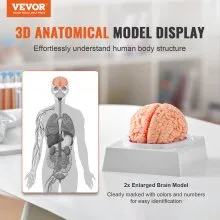 Modelo de cerebro humano VEVOR, modelo anatómico de cerebro humano de 9 partes en tamaño real 1:1 con etiquetas y base de exhibición, modelo de cerebro desmontable para investigación científica, enseñanza, aprendizaje, aula, estudio y exhibición