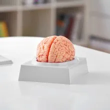 Modelo de cerebro humano VEVOR, modelo anatómico de cerebro humano de 9 partes en tamaño real 1:1 con etiquetas y base de exhibición, modelo de cerebro desmontable para investigación científica, enseñanza, aprendizaje, aula, estudio y exhibición