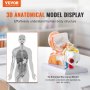 Modelo de anatomía del oído humano VEVOR, modelo de oído humano de 3 partes 5 veces agrandado que muestra el oído externo, medio e interno con base, modelo de oído anatómico de PVC profesional para la enseñanza de estudios de fisiología educativa