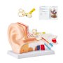 Modelo de anatomía del oído humano VEVOR, modelo de oído humano de 3 partes 5 veces agrandado que muestra el oído externo, medio e interno con base, modelo de oído anatómico de PVC profesional para la enseñanza de estudios de fisiología educativa