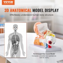 Modelo de anatomía del oído humano VEVOR, modelo de oído humano de 3 partes 5 veces agrandado que muestra el oído externo, medio e interno con base, modelo de oído anatómico de PVC profesional para la enseñanza de estudios de fisiología educativa