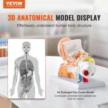 Modelo de anatomía del oído humano VEVOR, modelo de oído humano de 3 partes 5 veces agrandado que muestra el oído externo, medio e interno con base, modelo de oído anatómico de PVC profesional para la enseñanza de estudios de fisiología educativa