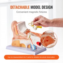 Modelo de anatomía del oído humano VEVOR, modelo de oído humano de 3 partes 5 veces agrandado que muestra el oído externo, medio e interno con base, modelo de oído anatómico de PVC profesional para la enseñanza de estudios de fisiología educativa