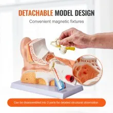 Modelo de anatomía del oído humano VEVOR, modelo de oído humano de 3 partes 5 veces agrandado que muestra el oído externo, medio e interno con base, modelo de oído anatómico de PVC profesional para la enseñanza de estudios de fisiología educativa