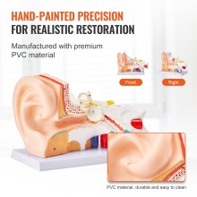 Modelo de anatomía del oído humano VEVOR, modelo de oído humano de 3 partes 5 veces agrandado que muestra el oído externo, medio e interno con base, modelo de oído anatómico de PVC profesional para la enseñanza de estudios de fisiología educativa