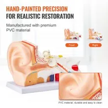 Modelo de anatomía del oído humano VEVOR, modelo de oído humano de 3 partes 5 veces agrandado que muestra el oído externo, medio e interno con base, modelo de oído anatómico de PVC profesional para la enseñanza de estudios de fisiología educativa