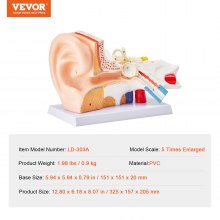 Modelo de anatomía del oído humano VEVOR, modelo de oído humano de 3 partes 5 veces agrandado que muestra el oído externo, medio e interno con base, modelo de oído anatómico de PVC profesional para la enseñanza de estudios de fisiología educativa
