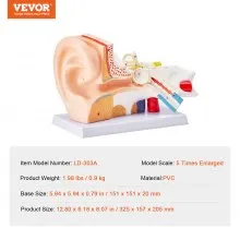 Modelo de anatomía del oído humano VEVOR, modelo de oído humano de 3 partes 5 veces agrandado que muestra el oído externo, medio e interno con base, modelo de oído anatómico de PVC profesional para la enseñanza de estudios de fisiología educativa