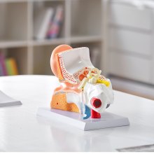 Modelo de anatomía del oído humano VEVOR, modelo de oído humano de 3 partes 5 veces agrandado que muestra el oído externo, medio e interno con base, modelo de oído anatómico de PVC profesional para la enseñanza de estudios de fisiología educativa