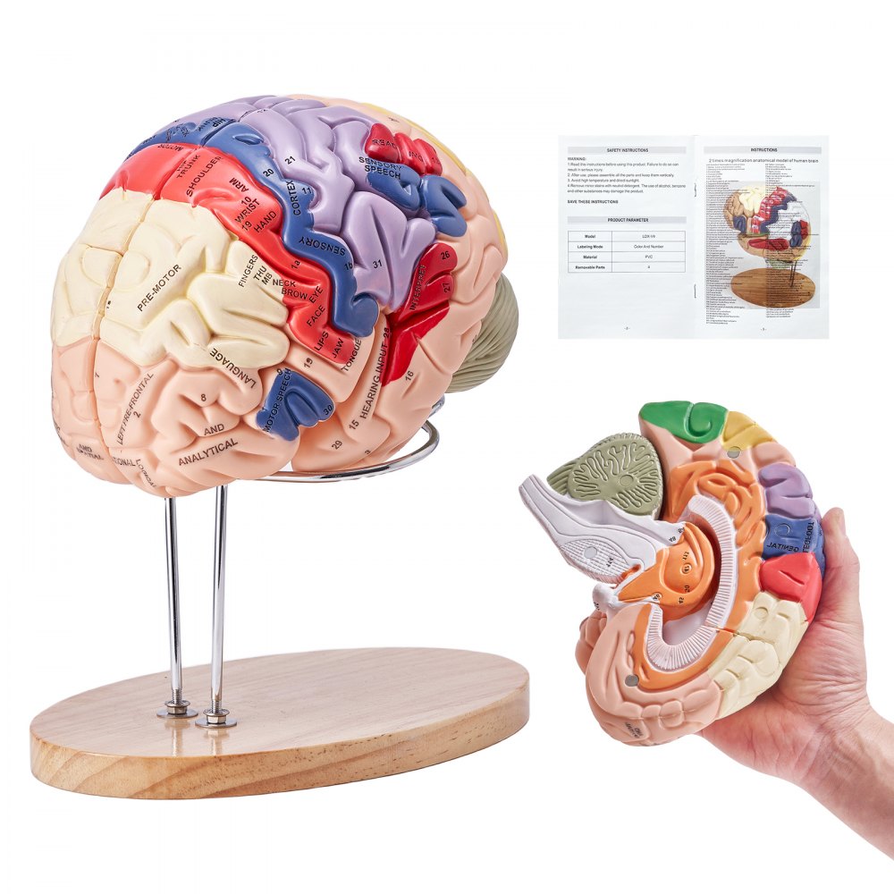 Modelo de cerebro humano VEVOR con regiones cerebrales detalladas en soporte y manual de usuario en el fondo.