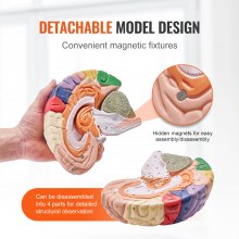 VEVOR Anatomía del modelo de cerebro humano, modelo anatómico de cerebro humano de 4 partes de tamaño real 2X con etiquetas y base de visualización, modelo de cerebro desmontable codificado por colores para investigación científica, enseñanza, aprendizaje, exhibición de estudio