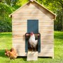 Gallina saliendo del gallinero a través de la puerta automática para gallinero VEVOR mientras otras deambulan cerca en un exuberante jardín.