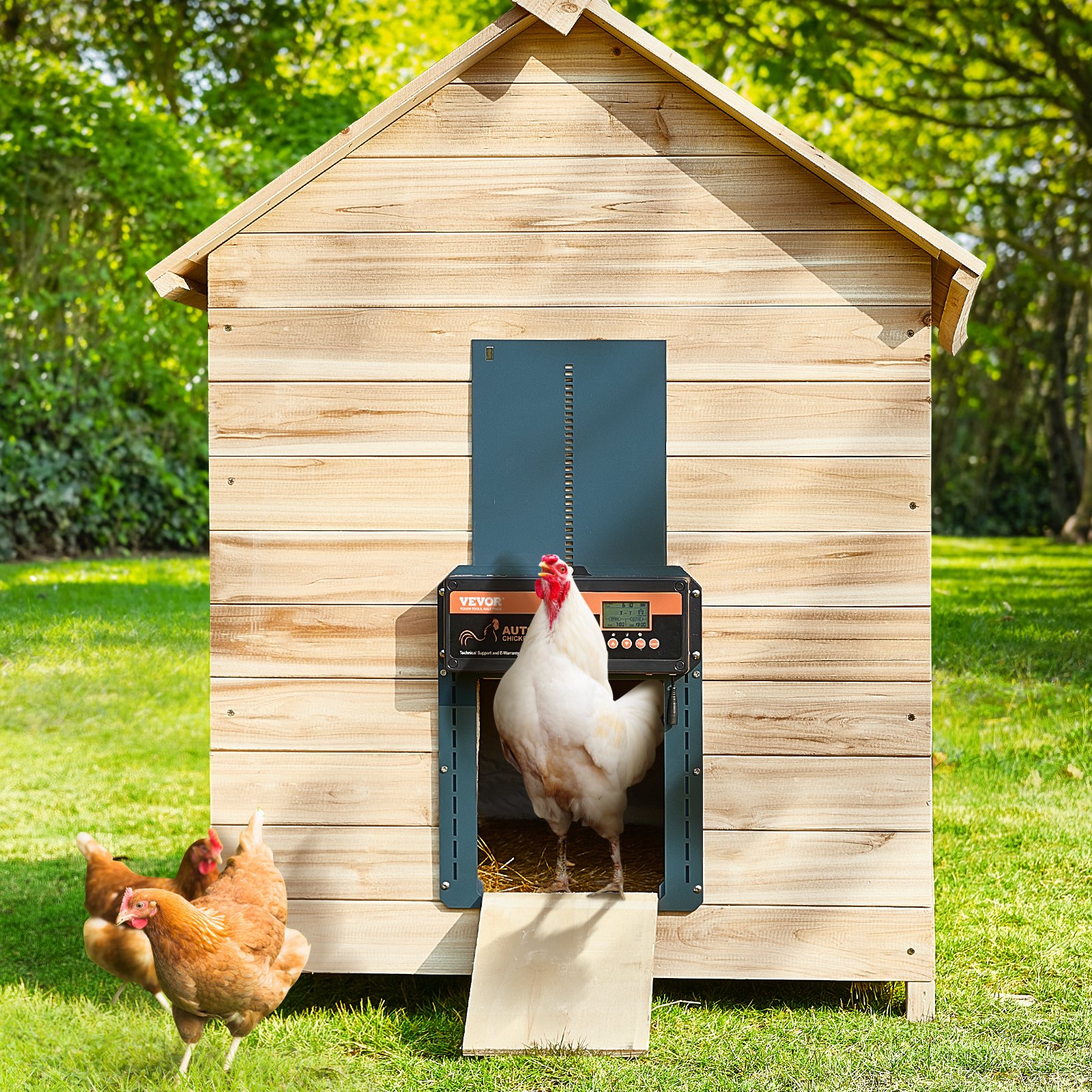 Gallina saliendo del gallinero a través de la puerta automática para gallinero VEVOR mientras otras deambulan cerca en un exuberante jardín.