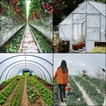 Película de invernadero VEVOR de 20 x 28 pies, película de polietileno de invernadero de 6 mil de grosor, película de plástico transparente para invernadero resistente a los rayos UV, película de polietileno que mantiene el calor, resistencia superior