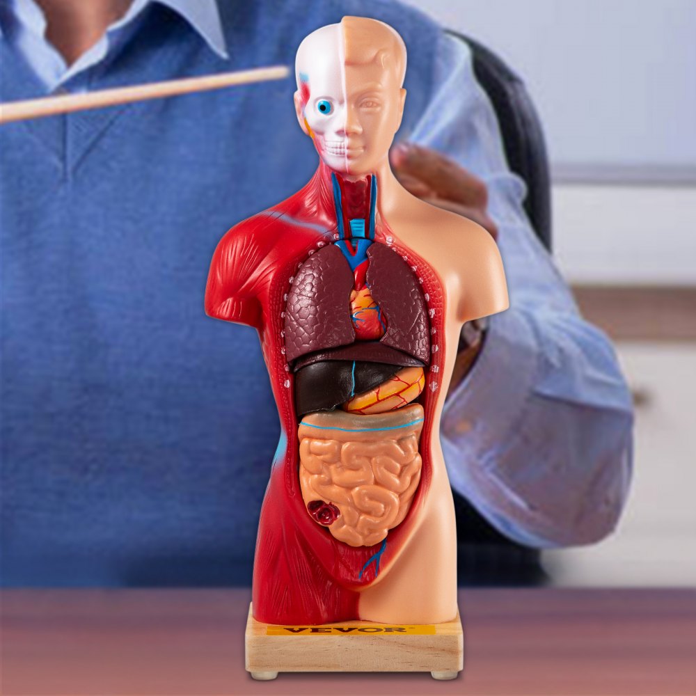 VEVOR Modelo de cuerpo humano 15 partes Modelo de anatomía humana de 11 pulgadas Modelo de esqueleto anatómico de enseñanza médica con órganos extraíbles para estudiantes Niños Adultos, base de pantalla y manual del producto incluido