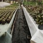 VEVOR Onkruidbestrijdingsdoek 1,5 x 76,2 m Tuinvlies 5 oz Onkruidfolie Onkruiddoek Tuinfolie Robuust PP-materiaal en eenvoudige montage Twee lagen voor buiten Tuin Gazon Oprit Zwart
