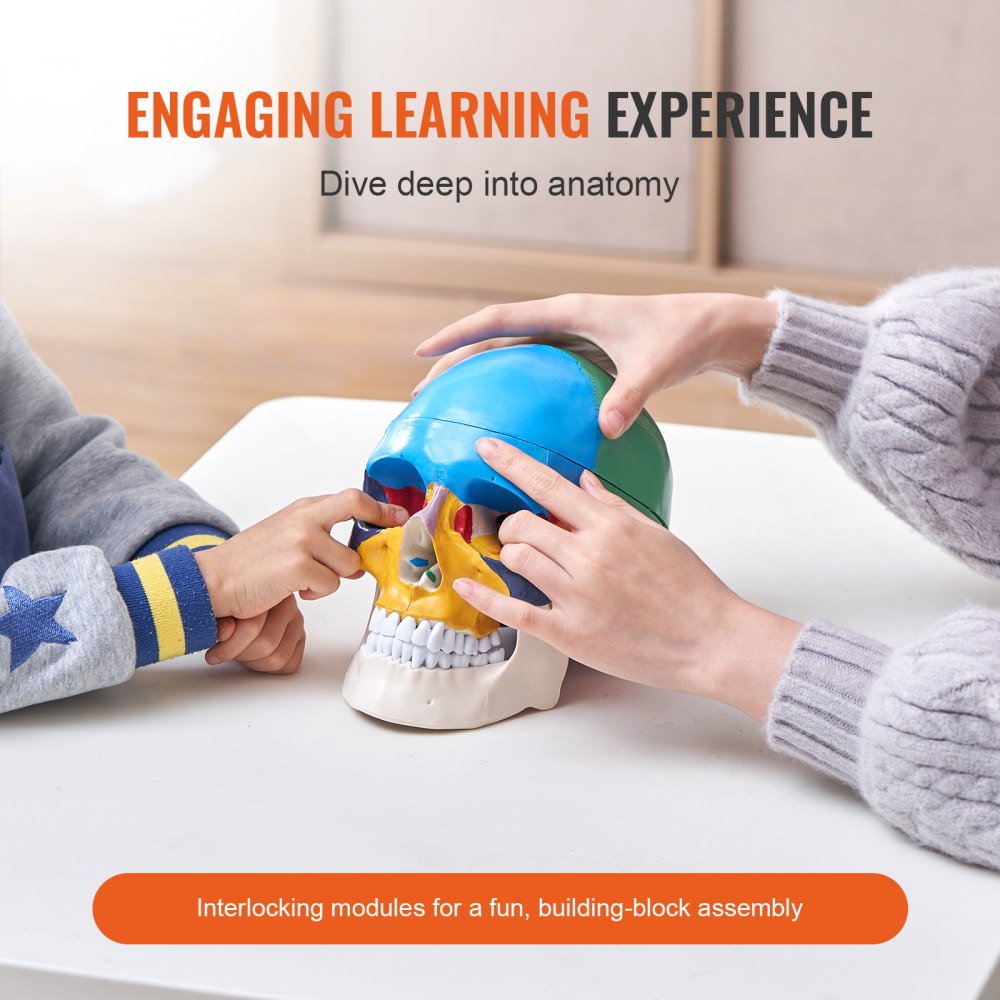 VEVOR-model van een menselijke schedel, driedelige anatomie van een menselijke schedel, levensgroot geschilderd anatomiemodel van een schedel, anatomische PVC-schedel, afneembaar educatief schedelmodel, leermiddelen
