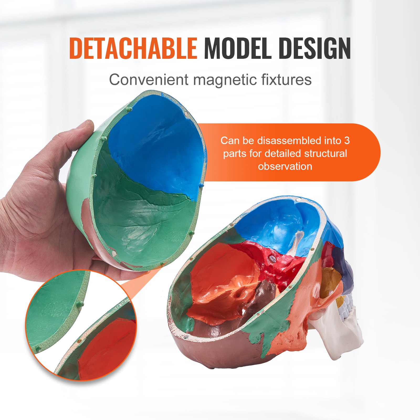 VEVOR-model van een menselijke schedel, driedelige anatomie van een menselijke schedel, levensgroot geschilderd anatomiemodel van een schedel, anatomische PVC-schedel, afneembaar educatief schedelmodel, leermiddelen