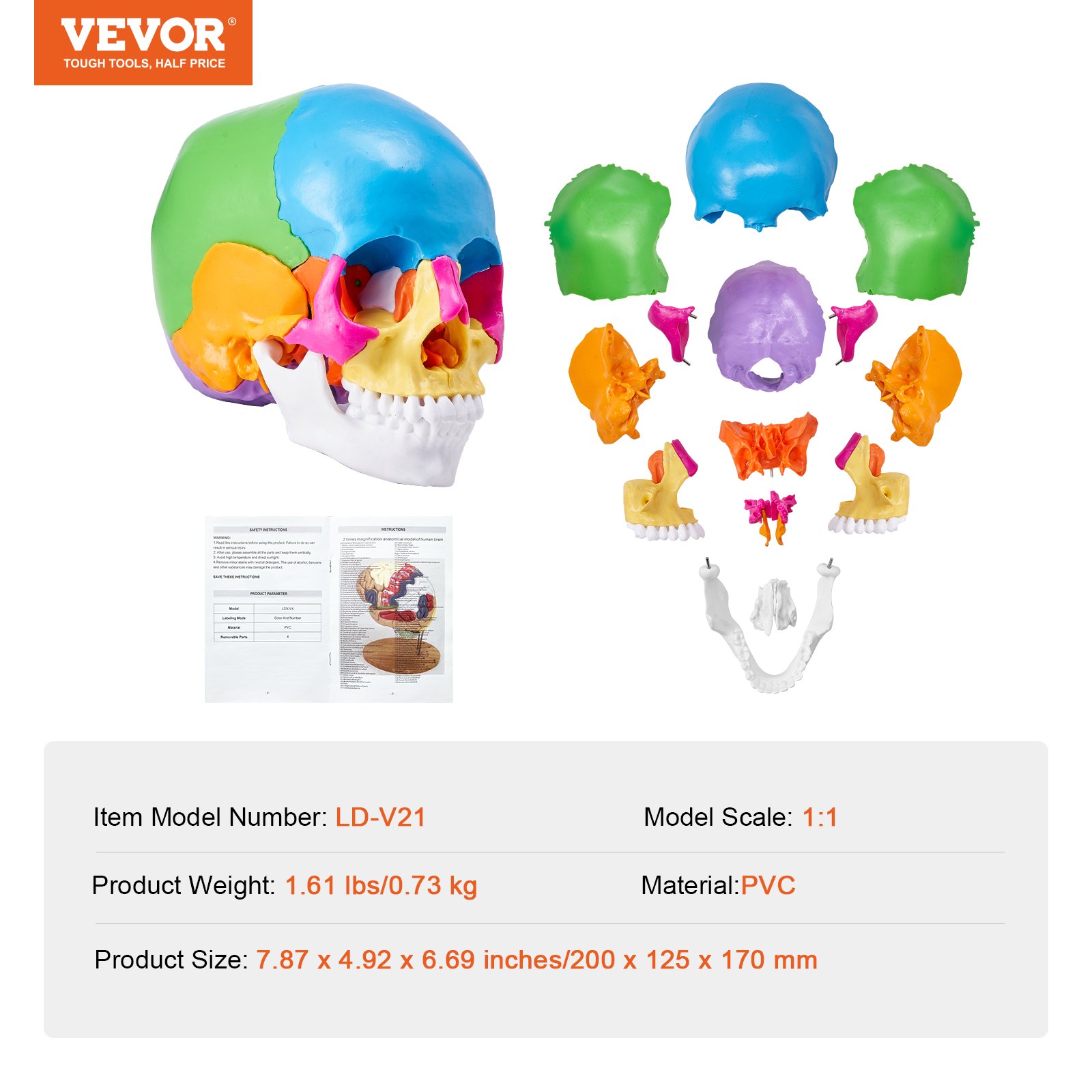 VEVOR model van een menselijke schedel, 22-delige anatomie van een menselijke schedel, levensgroot geschilderd anatomiemodel van een schedel, anatomische PVC-schedel, afneembaar leermodel van een schedel, professioneel lesgeven
