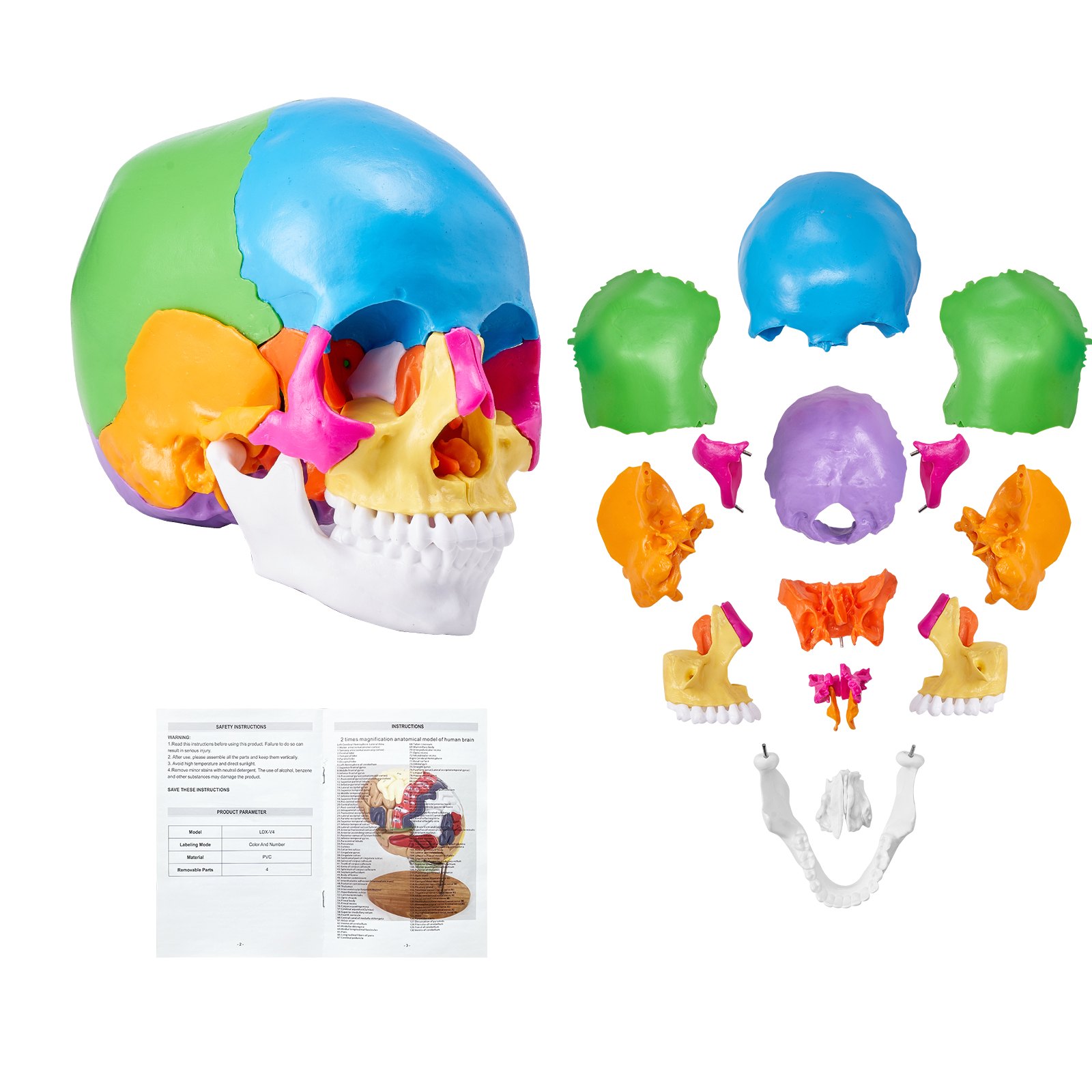VEVOR model van een menselijke schedel, 22-delige anatomie van een menselijke schedel, levensgroot geschilderd anatomiemodel van een schedel, anatomische PVC-schedel, afneembaar leermodel van een schedel, professioneel lesgeven