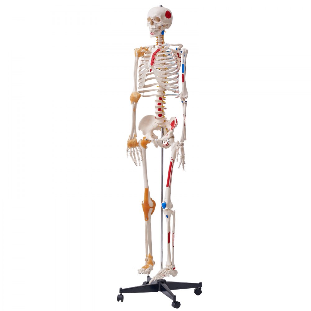 VEVOR Menselijk Skelet Model voor Anatomie, 182 cm Levensgroot, Nauwkeurig PVC Anatomie Skelet Model met Ligamenten, Beweegbare Armen, Benen en Kaak, met Spieroorsprong en Aanhechtingspunten