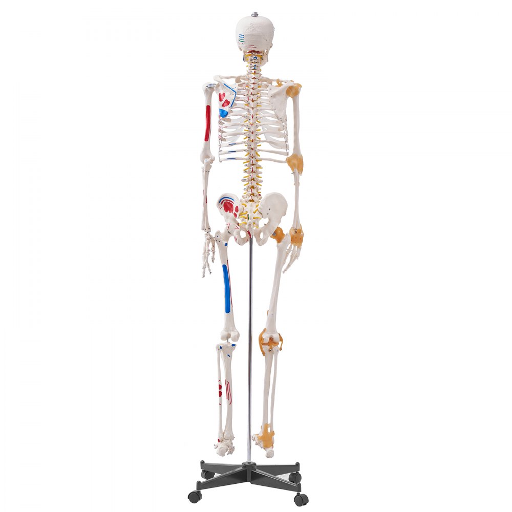 VEVOR Menselijk Skelet Model voor Anatomie, 182 cm Levensgroot, Nauwkeurig PVC Anatomie Skelet Model met Ligamenten, Beweegbare Armen, Benen en Kaak, met Spieroorsprong en Aanhechtingspunten