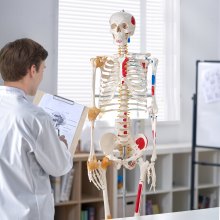 VEVOR Menselijk skeletmodel voor anatomie, 182 cm levensgroot, nauwkeurig PVC-anatomie-skeletmodel met ligamenten, beweegbare armen, benen en kaken, met spieroorsprong en invoegpunten