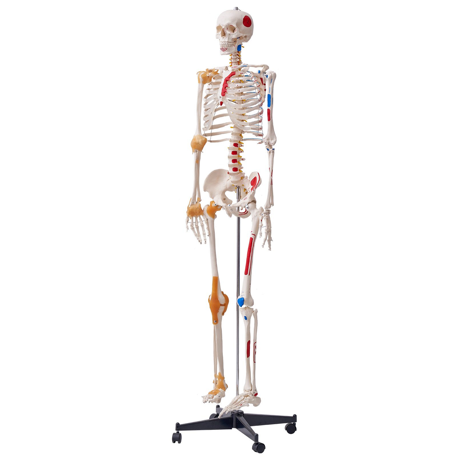 VEVOR Menselijk Skelet Model voor Anatomie, 182 cm Levensgroot, Nauwkeurig PVC Anatomie Skelet Model met Ligamenten, Beweegbare Armen, Benen en Kaak, met Spieroorsprong en Aanhechtingspunten