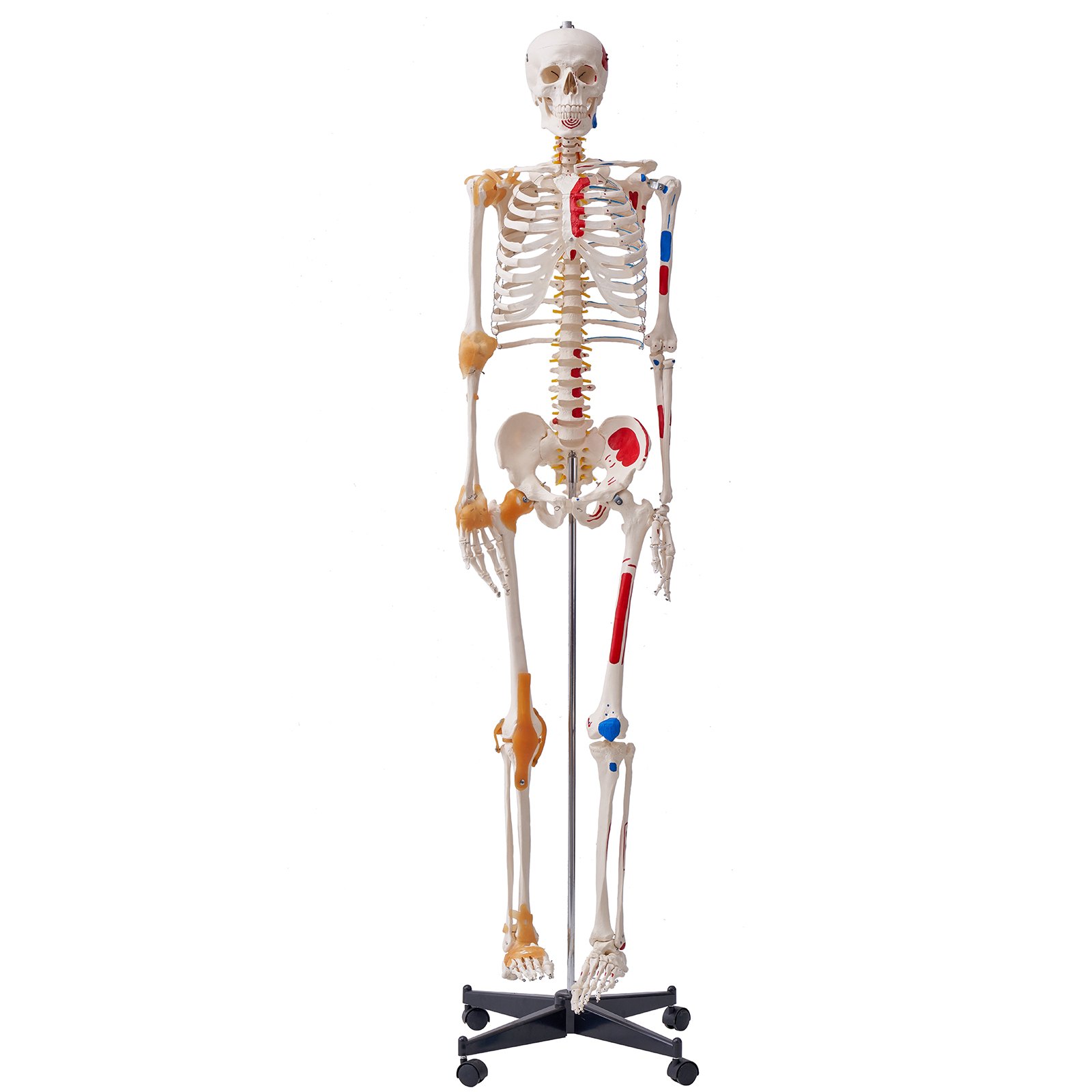 VEVOR Menselijk Skelet Model voor Anatomie, 182 cm Levensgroot, Nauwkeurig PVC Anatomie Skelet Model met Ligamenten, Beweegbare Armen, Benen en Kaak, met Spieroorsprong en Aanhechtingspunten