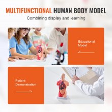VEVOR Human Body Model, 15 Parts 11 inch, Human Torso Anatomy Model Anatomical Skeleton Model with Removable Organs, Educational Teaching Tool for Students Science Learning School Education Display