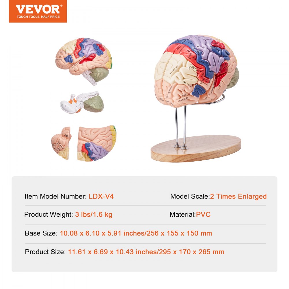 VEVOR Model van de menselijke hersenen, 2x levensgroot 4-delig anatomisch model van de menselijke hersenen met labels en displaybasis, kleurgecodeerd verwijderbaar hersenonderzoek op het gebied van onderwijs