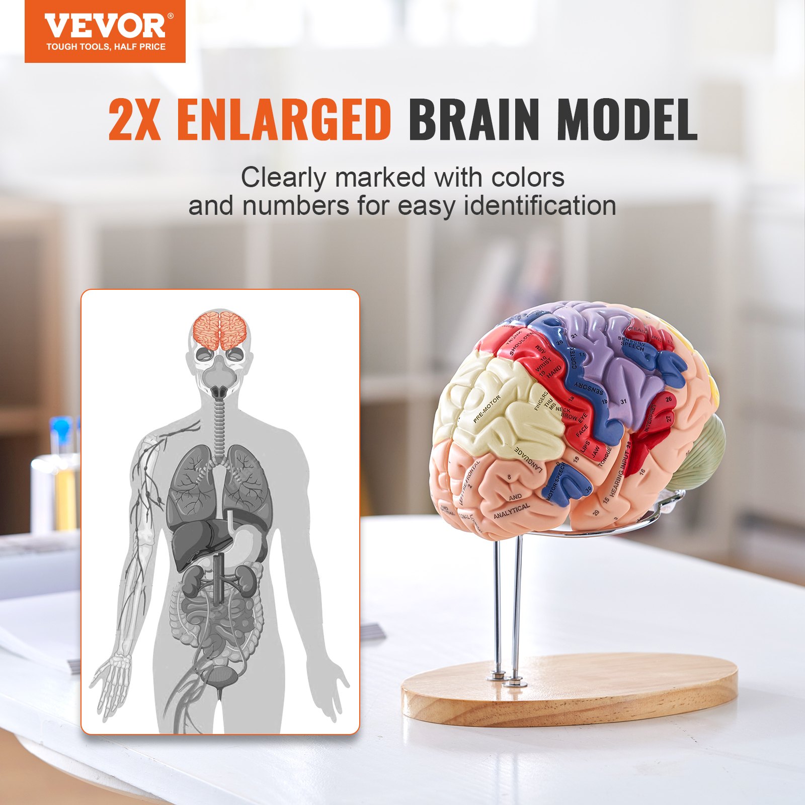 VEVOR Model van de menselijke hersenen, 2x levensgroot 4-delig anatomisch model van de menselijke hersenen met labels en displaybasis, kleurgecodeerd verwijderbaar hersenonderzoek op het gebied van onderwijs