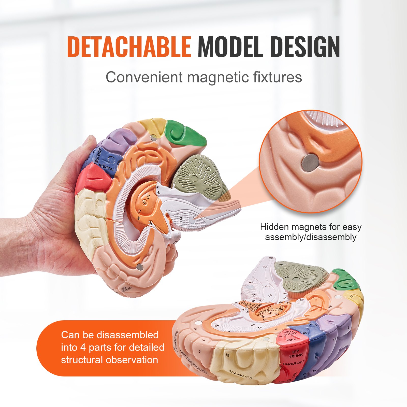VEVOR Model van de menselijke hersenen, 2x levensgroot 4-delig anatomisch model van de menselijke hersenen met labels en displaybasis, kleurgecodeerd verwijderbaar hersenonderzoek op het gebied van onderwijs