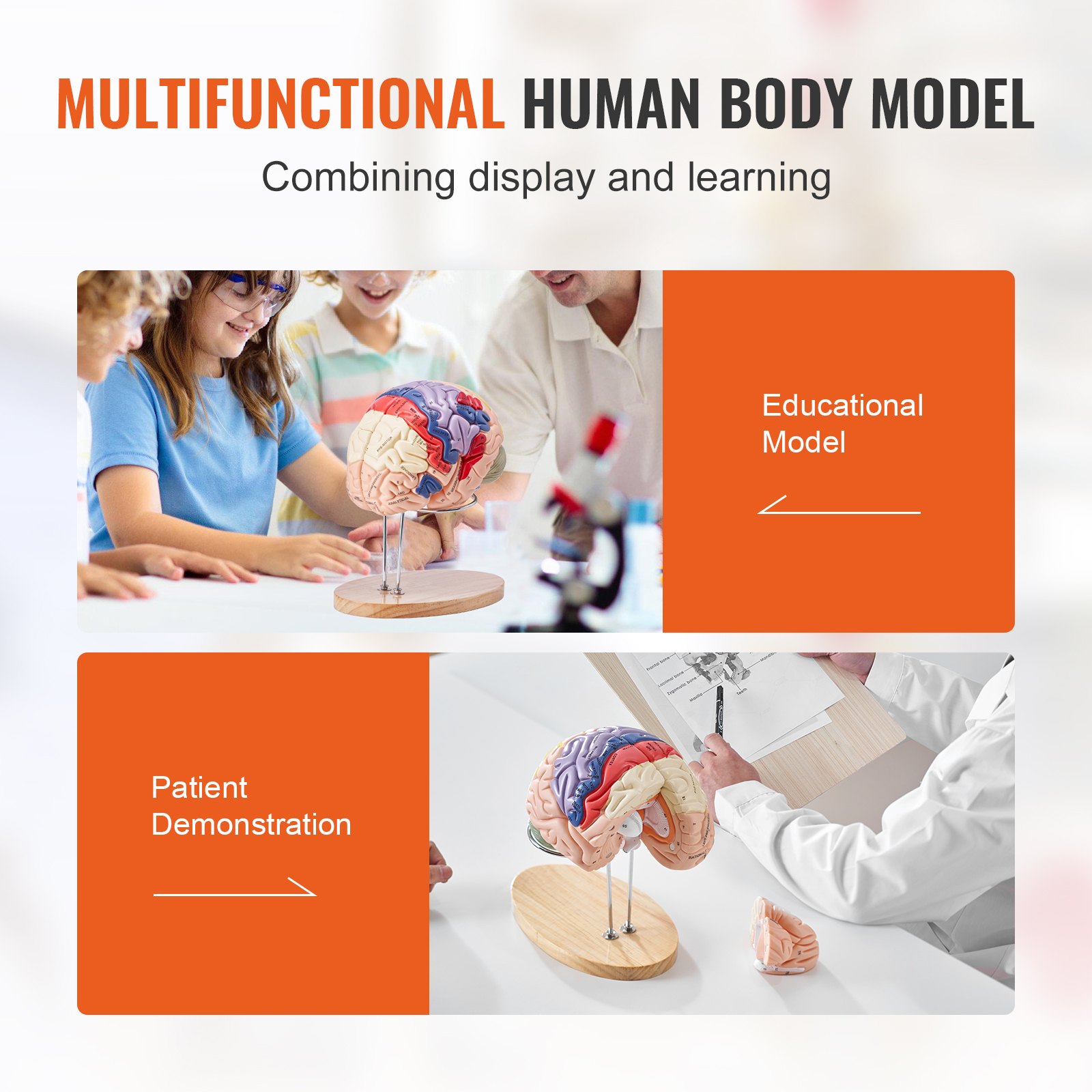 VEVOR Model van de menselijke hersenen, 2x levensgroot 4-delig anatomisch model van de menselijke hersenen met labels en displaybasis, kleurgecodeerd verwijderbaar hersenonderzoek op het gebied van onderwijs
