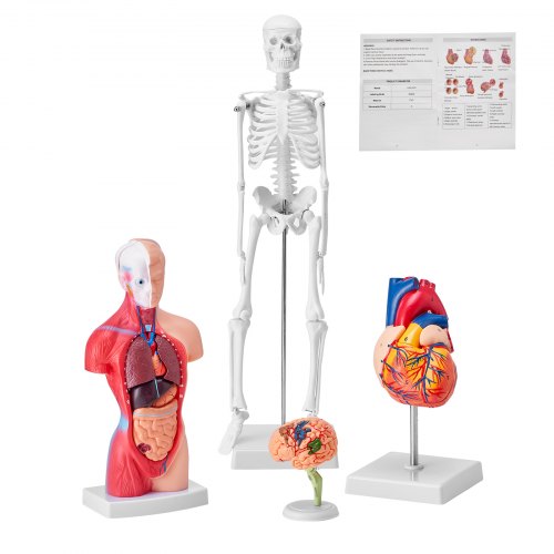 VEVOR 4-delige menselijke anatomiemodellen, anatomiemodel van het menselijk lichaam, volledig skelet/volledige orgelset/hart/hersenen, verwijderbaar menselijk lichaamsmodel, voor medische studenten, artsen en leraren