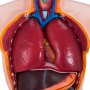 Anatomisch mannelijk torso Menselijk anatomie medisch model 19 delen 85 cm hoog