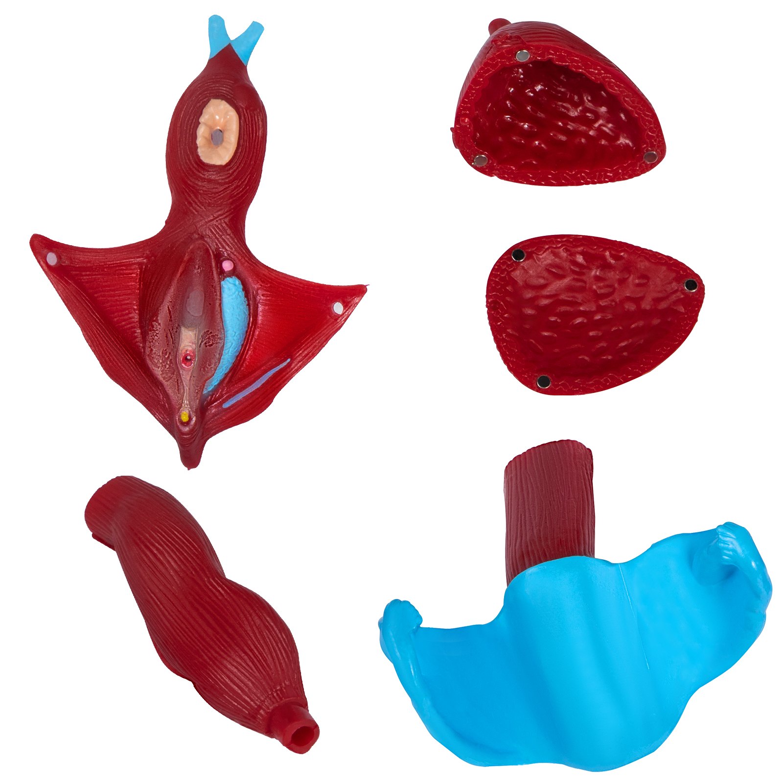 VEVOR Bekken Anatomisch Model PVC Vrouwelijk Bekken Model 20 x 15 x 20 cm Pelvis Model met Vier Afneembare Onderdelen voor Universiteiten, Klinieken, Anatomische Opleidingsinstituten, Laboratoria, enz