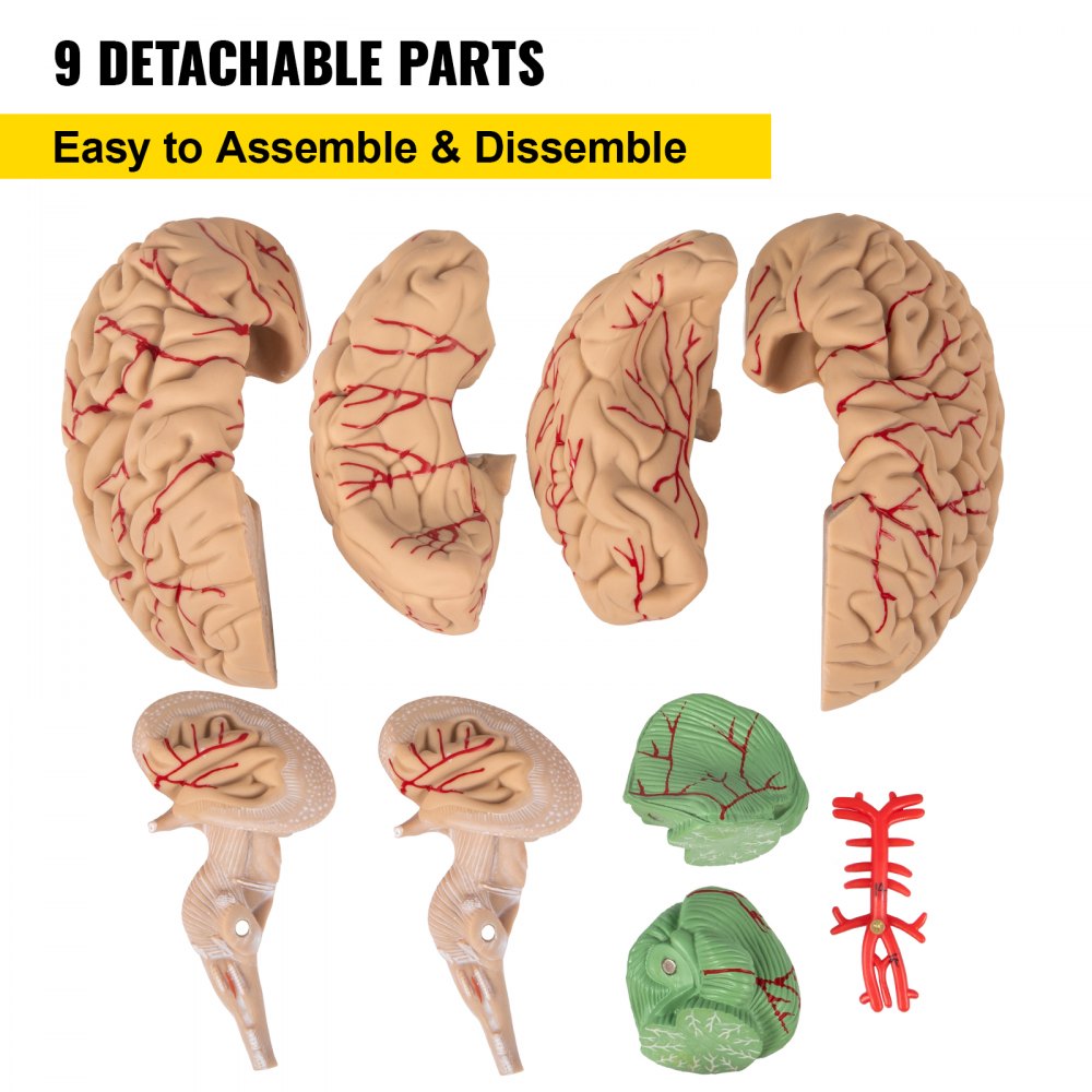 VEVOR Schedelmodel Hersenen, 9-delig hersenmodel, levensgroot anatomisch model van het menselijk brein met displaybasis en kleurgecodeerde slagader Hersenleermodel Professioneel