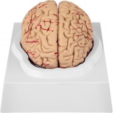 VEVOR Schedelmodel Hersenen, 9-delig hersenmodel, levensgroot anatomisch model van het menselijk brein met displaybasis en kleurgecodeerde slagader Hersenleermodel Professioneel