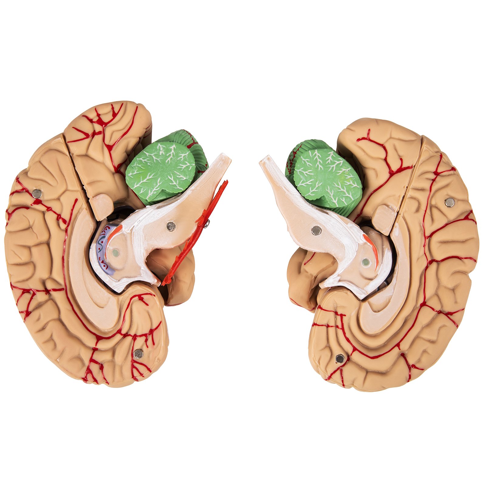 VEVOR Schedelmodel Hersenen, 9-delig hersenmodel, levensgroot anatomisch model van het menselijk brein met displaybasis en kleurgecodeerde slagader Hersenleermodel Professioneel