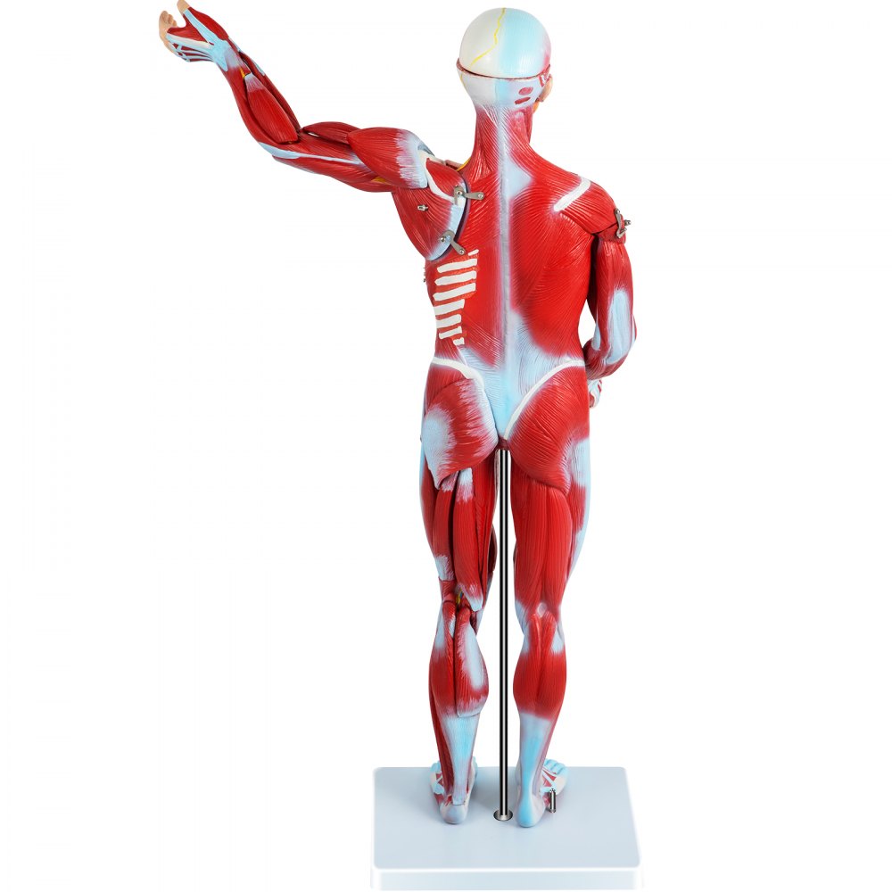 VEVOR 27-delig anatomiemodel, menselijk torso, anatomiemodel, menselijk lichaam, anatomisch menselijk model, menselijke modellen, lesmodel met organen, voor het leren en weergeven van het spierstelsel